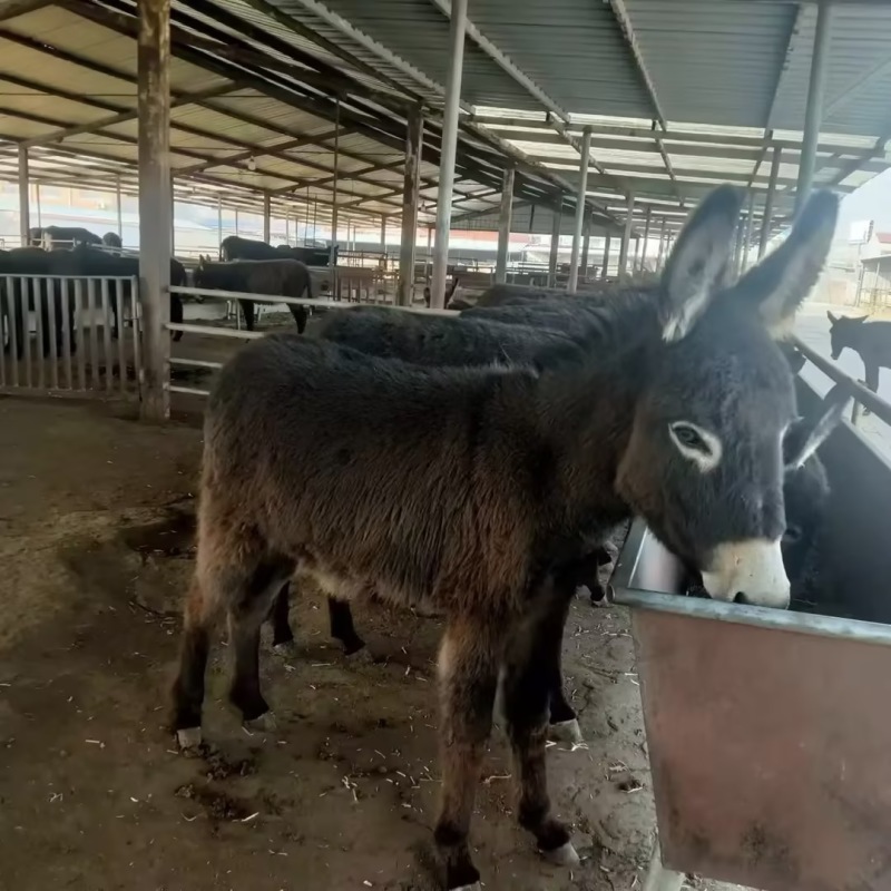 驴肉驴驴犊基地直发欢迎咨询合作全国发货