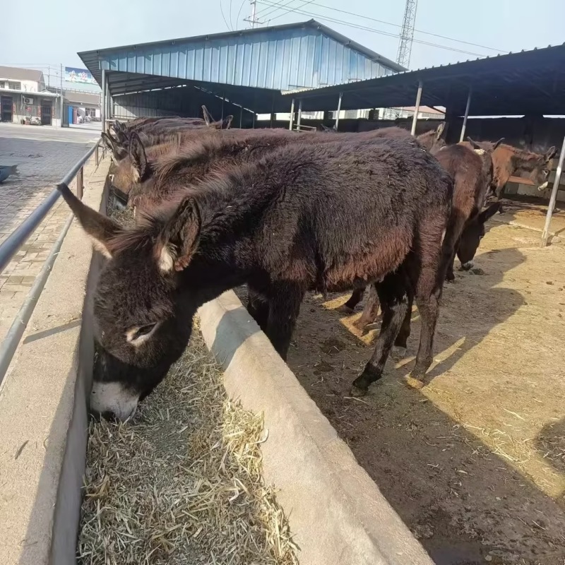 驴肉驴驴犊基地直发欢迎咨询合作全国发货