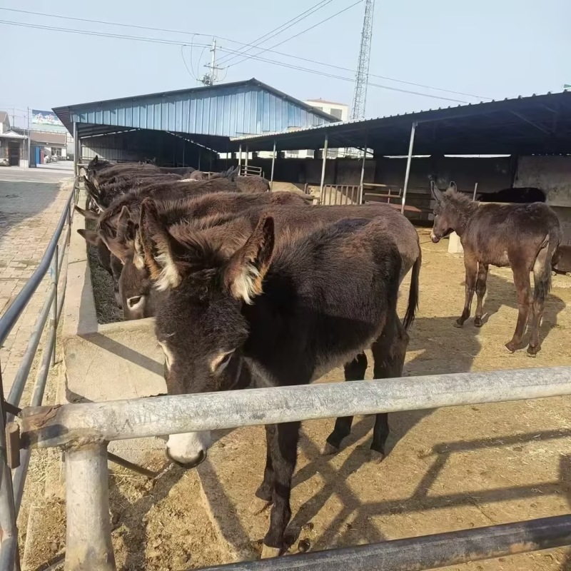 驴肉驴驴犊基地直发欢迎咨询合作全国发货