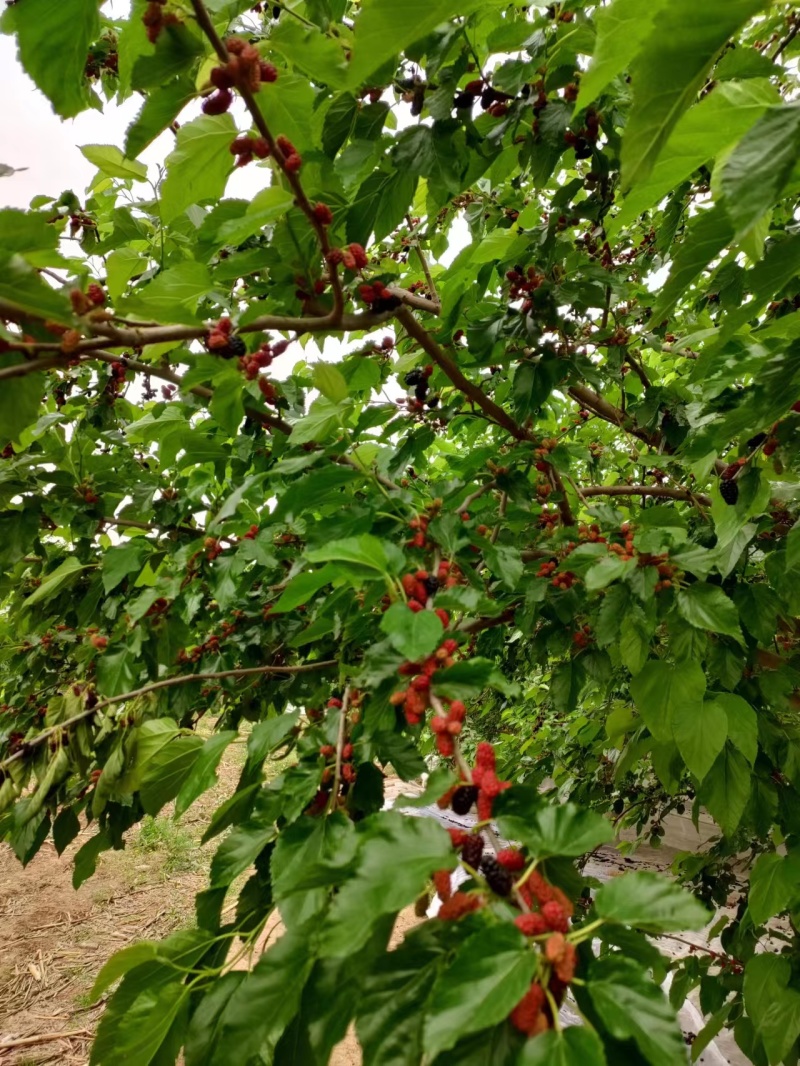 桑椹，代收鲜桑椹，速冻桑椹，诚招桑椹酒厂，桑椹饮料厂。
