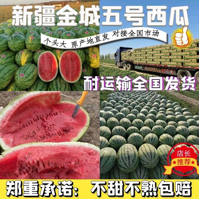 【精品】新疆金城五号西瓜皮薄大红瓤汁多原产地直发保熟包甜