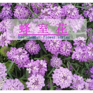 蜂室花种子屈曲花景观园林园艺鲜花种子四季播种庭院绿化观花