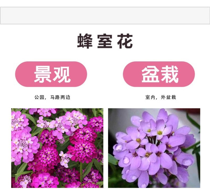 蜂室花种子屈曲花景观园林园艺鲜花种子四季播种庭院绿化观花