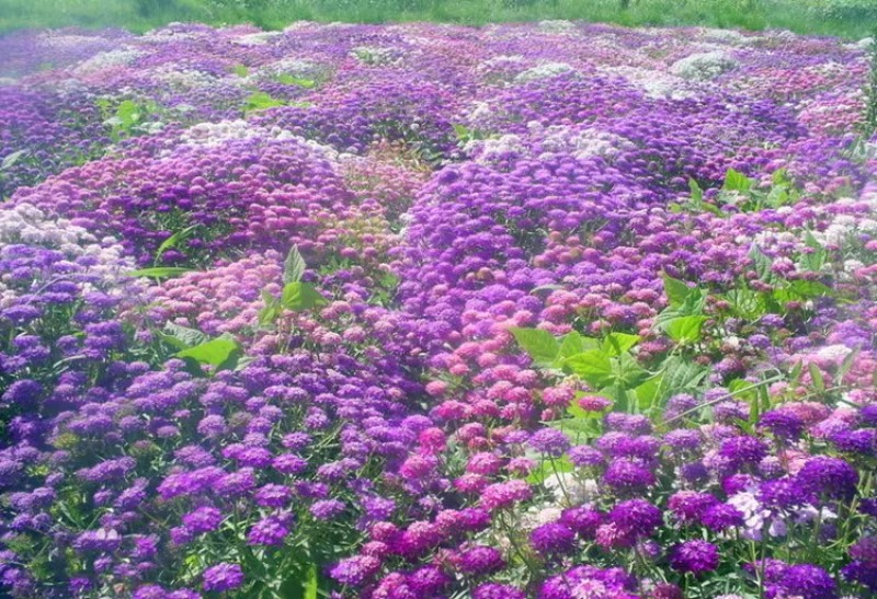 蜂室花种子屈曲花景观园林园艺鲜花种子四季播种庭院绿化观花