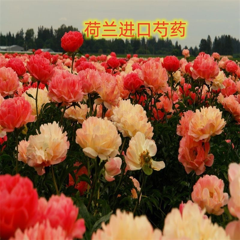 进口品种芍药鲜切花花大色艳枝条粗壮切花品种