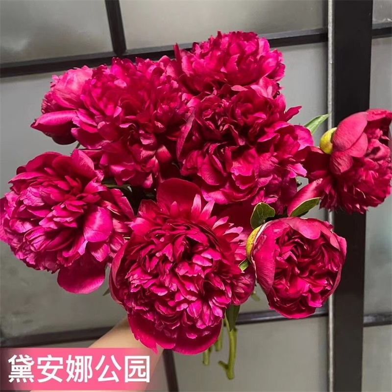 进口品种芍药鲜切花花大色艳枝条粗壮切花品种