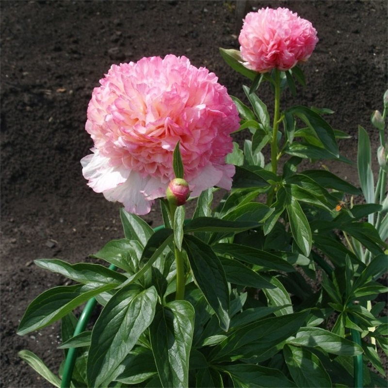 进口品种芍药鲜切花花大色艳枝条粗壮切花品种