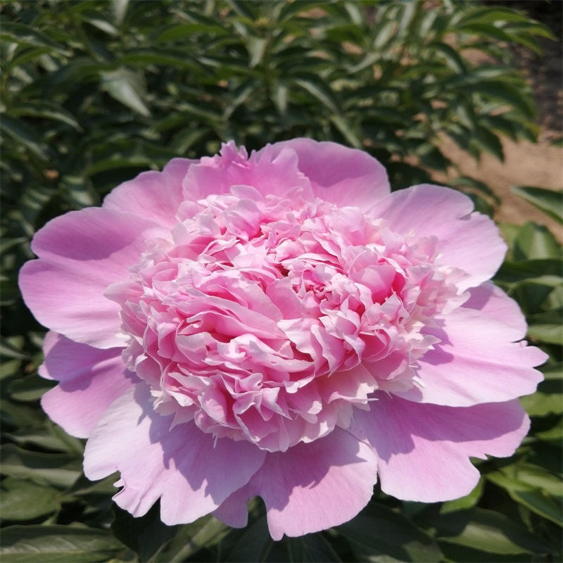 进口品种芍药鲜切花花大色艳枝条粗壮切花品种