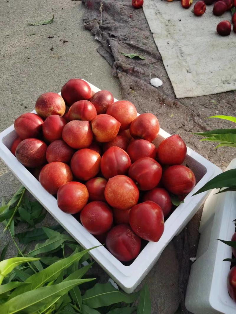 临沂油桃红油桃产地直发品质保证欢迎来电选购！