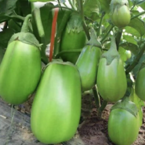 南阳新野精品青茄大量上市产地一手货源欢迎来电咨询