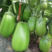 南阳新野精品青茄大量上市产地一手货源欢迎来电咨询