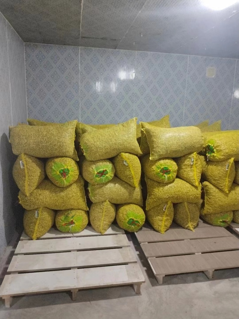 鲜花生，小白沙一手货源，大量上市中，新鲜发货
