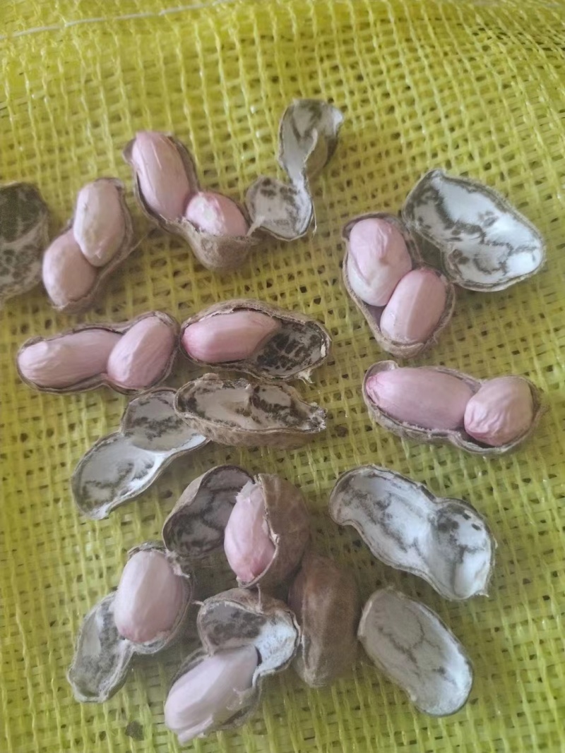 鲜花生，小白沙一手货源，大量上市中，新鲜发货