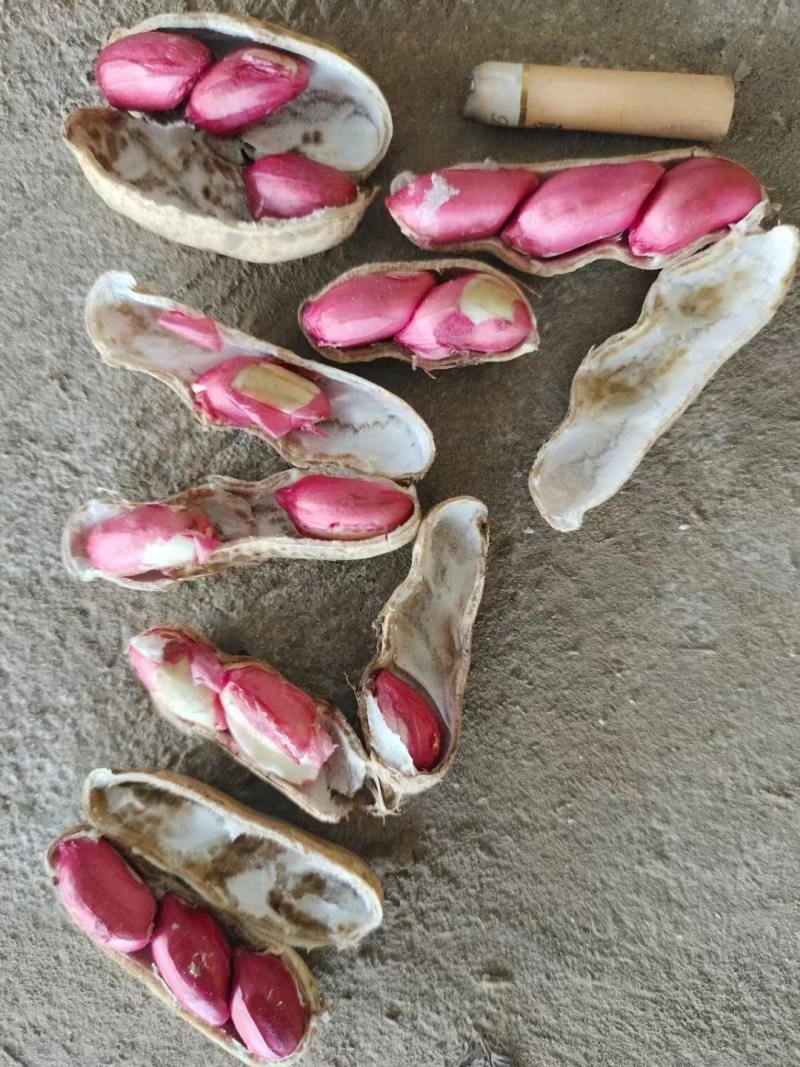 四粒红鲜花生，精品带壳花生，手摘果，一手货源