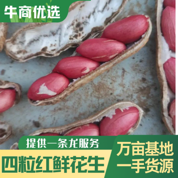 四粒红鲜花生，精品带壳花生，手摘果，一手货源