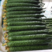 河南精品密刺黄瓜大量有货顶花带刺可视频看货