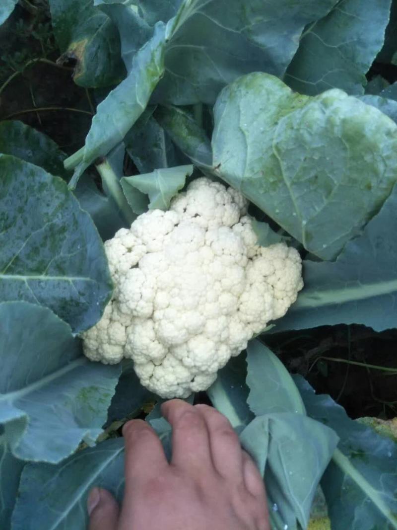 南阳新野精品松花菜产地一手货源规格齐全欢迎来电咨询