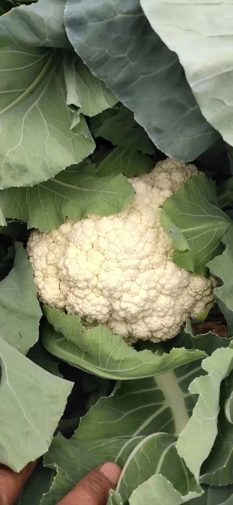 南阳新野精品松花菜产地一手货源规格齐全欢迎来电咨询