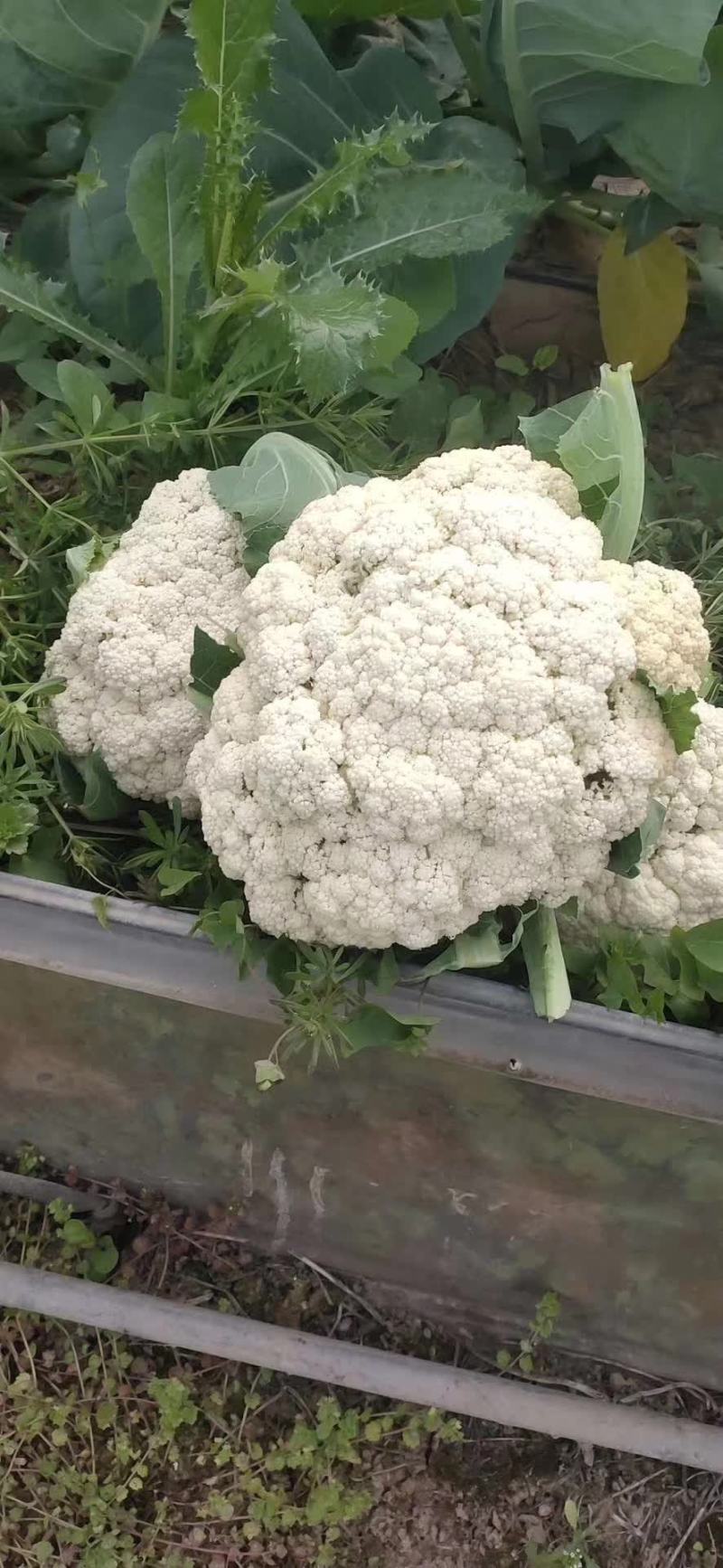 南阳新野精品松花菜产地一手货源规格齐全欢迎来电咨询