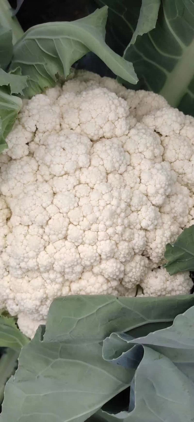 南阳新野精品松花菜产地一手货源规格齐全欢迎来电咨询
