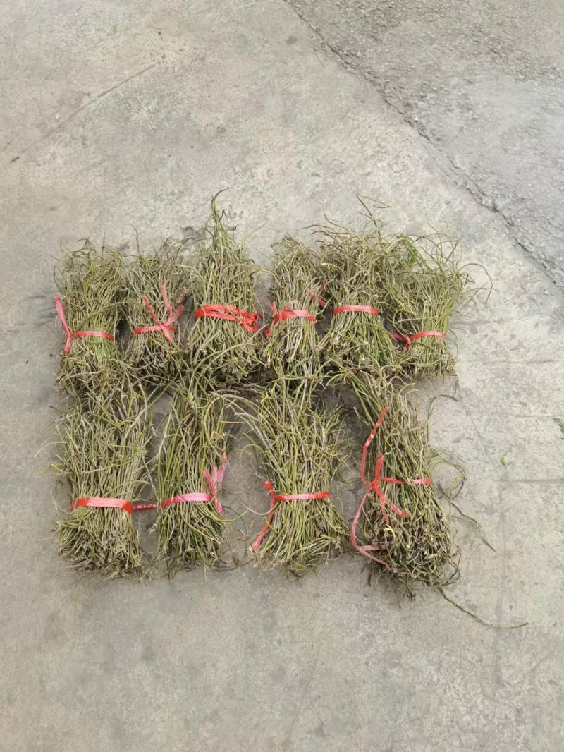 广西石斛正宗山上野生小黄草石斛货源充足欢迎来电咨询订购