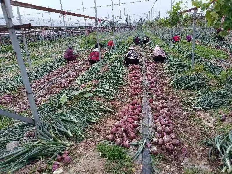 大葱田间施肥操作