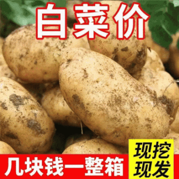沃土五号土豆马铃薯洋芋产地看货论价保质保量