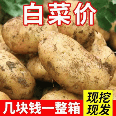 沃土五号土豆马铃薯洋芋产地看货论价保质保量