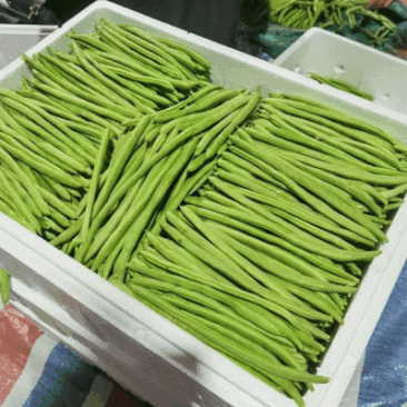四季豆无筋豆产地看货采摘保质保量欢迎咨询订购
