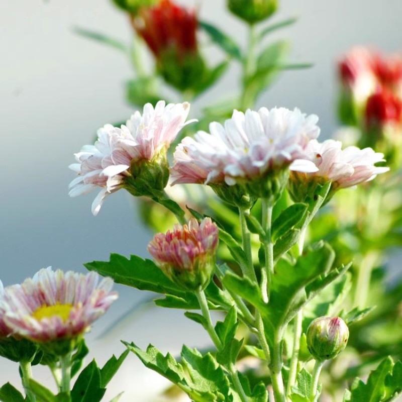 地被菊花种子多年生耐阴千头菊花卉耐瘠薄盐碱四季种阳台盆栽