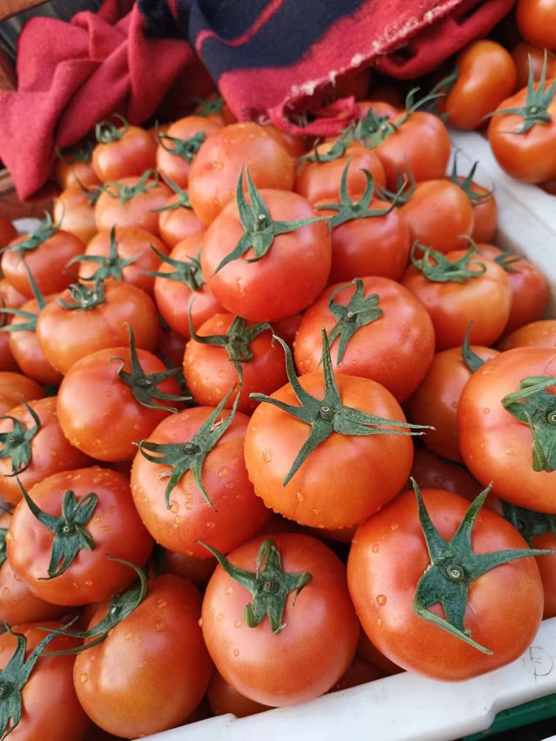 山东精品西红柿，硬粉西红柿，大量上市，全国发货，质量保证