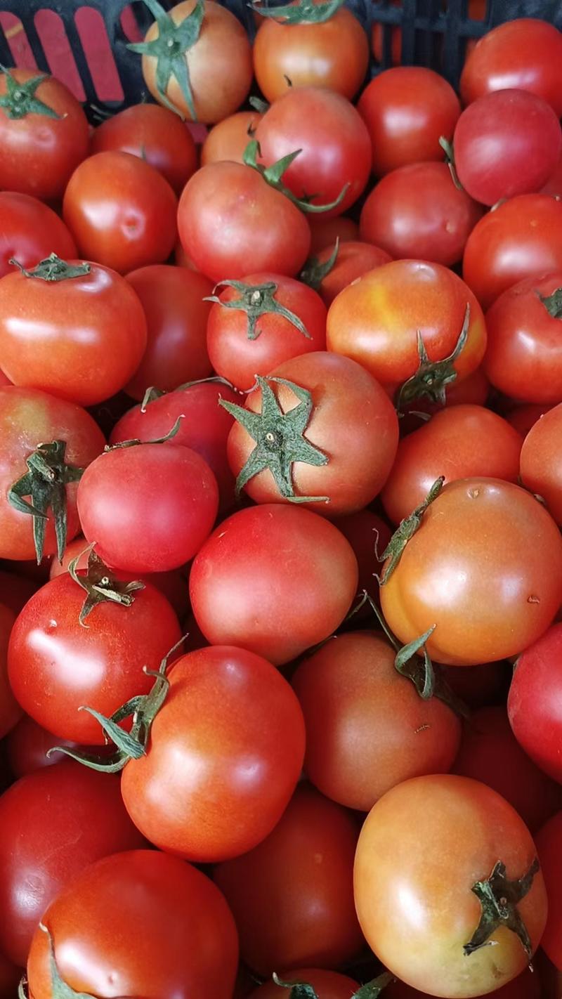 山东精品西红柿，硬粉西红柿，大量上市，全国发货，质量保证