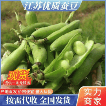 江苏蚕豆大量供应现货量大价格便宜可全国代发