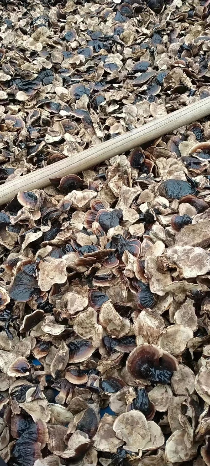 黑灵芝大货已收获，有意向的老板可以电联我