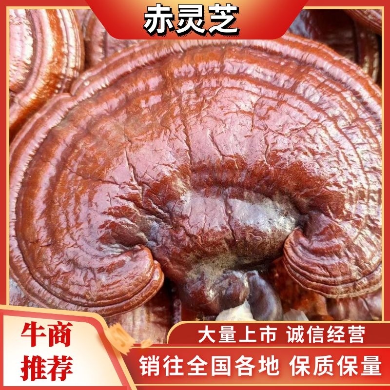 灵芝产地新货赤芝大量出售，有需要的企业请联系我