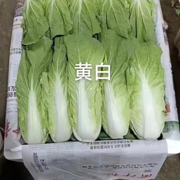 云南玲珑黄白菜大量供货质量保证欢迎来电咨询