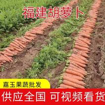 大量供应加工厂养殖厂三红大红胡萝卜产地直发自家加工厂