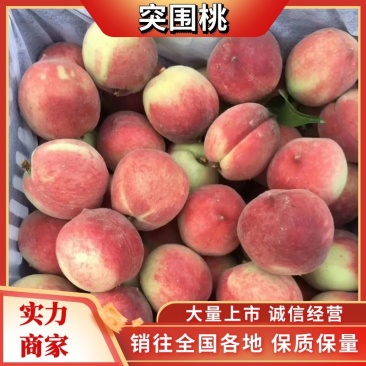 【一件代发】湖北突围毛桃，突围毛桃产地直发！电商直供