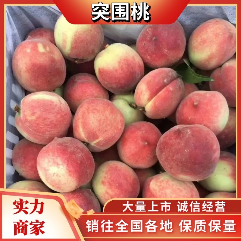 【一件代发】湖北突围毛桃，突围毛桃产地直发！电商直供