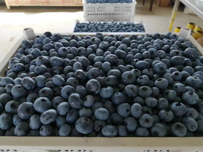 【蓝莓】辽宁丹东蓝莓大量上市基地直发欢迎客户电联