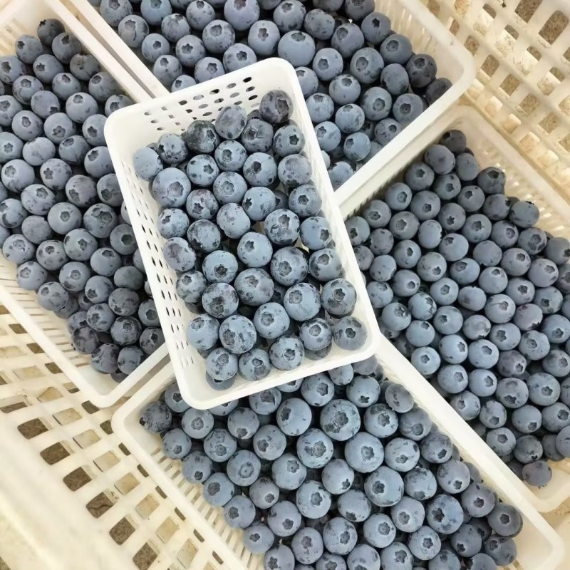 辽宁蓝莓精品货源，产地发货，诚信经营，欢迎选购