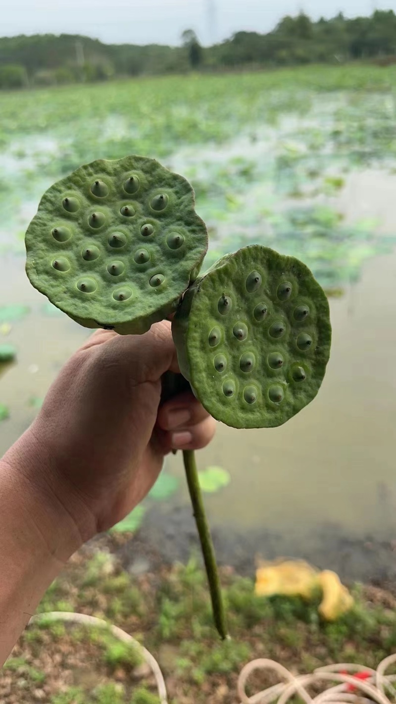 【牛商推荐】白莲莲心通心莲子莲子芯江西货源全年实力供货