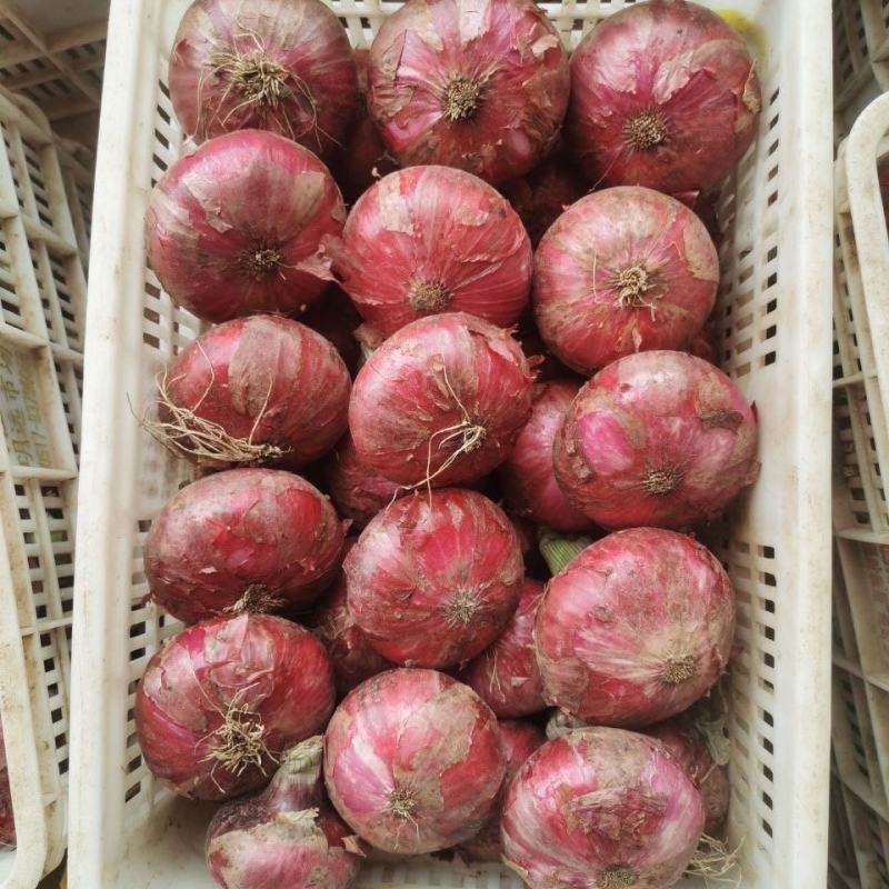 【优选】河南紫皮洋葱二红洋葱产地直发新鲜货品质好一手货源