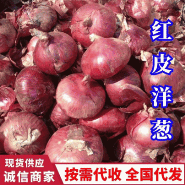 《红皮洋葱》6-7公分江苏洋葱产地直供量大从优