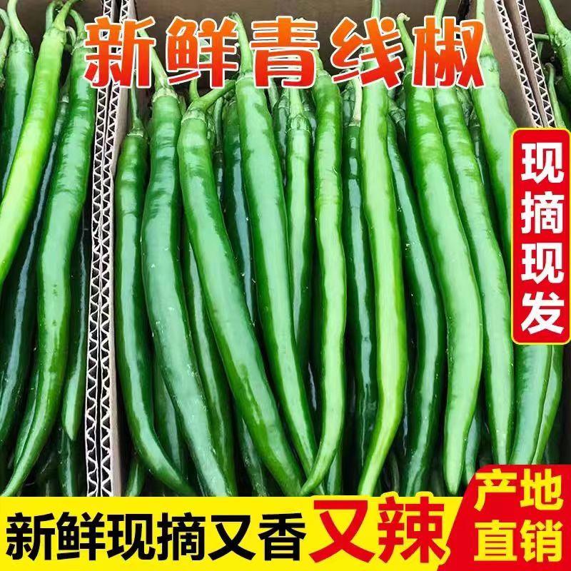 广东新苗线椒大量上市，需要货的联系我！！