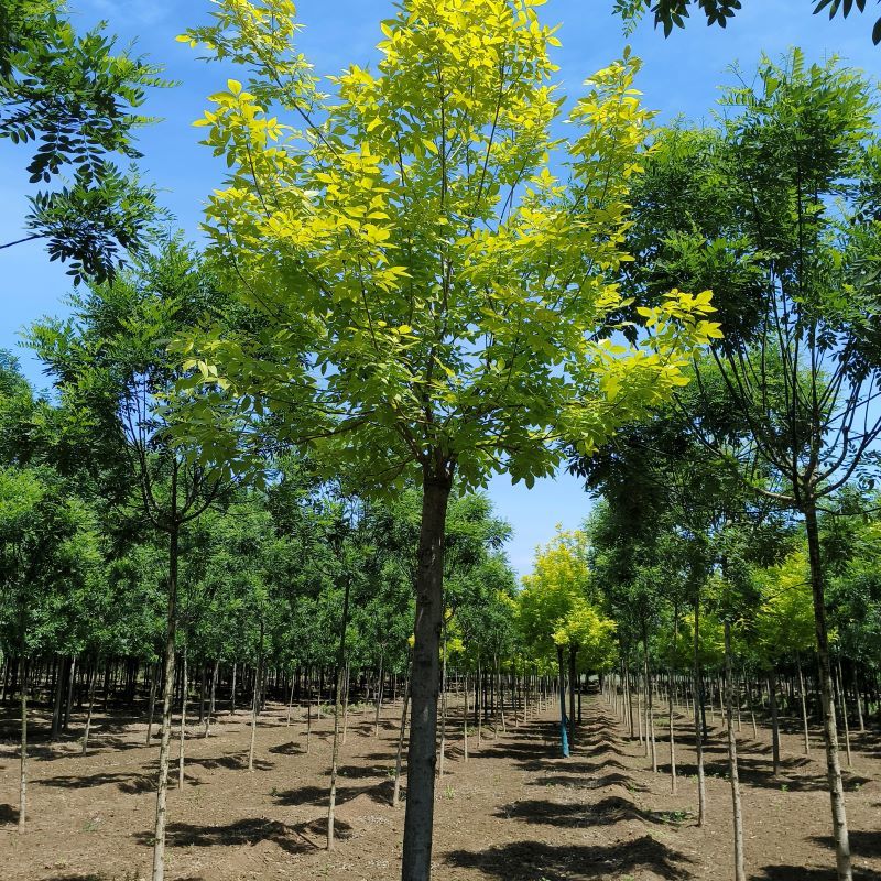 8公分金叶白蜡