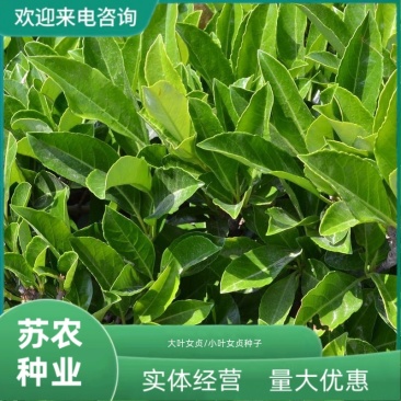大叶女贞小叶女贞树种子白蜡树冬青蜡树女桢桢木将军树园林绿
