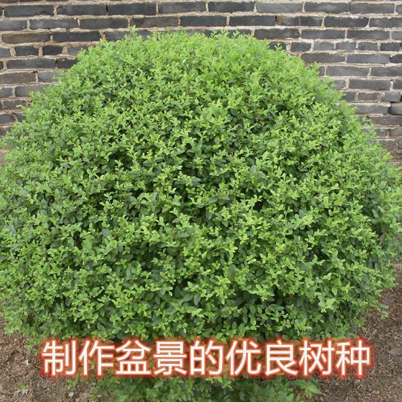 大叶女贞小叶女贞树种子白蜡树冬青蜡树女桢桢木将军树园林绿