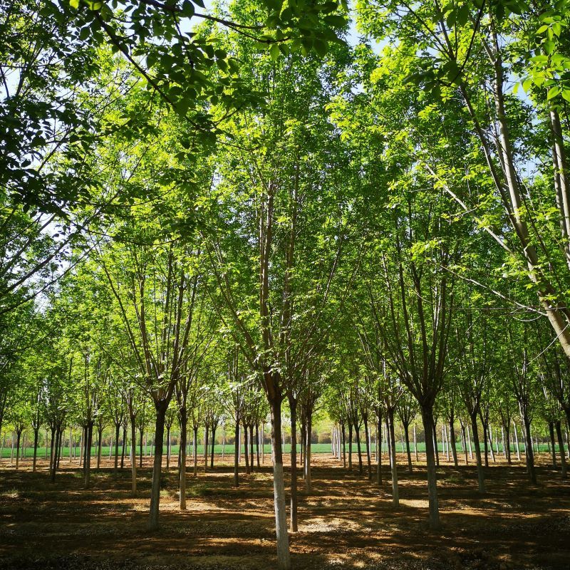 12公分白蜡