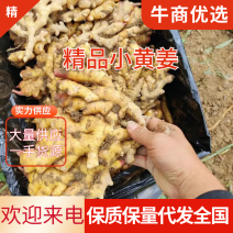 【推荐】山东小黄姜品类齐全市场货电商货商超货。保质保量